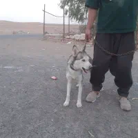 سگ هاسکی|سگ|سلفچگان, |دیوار