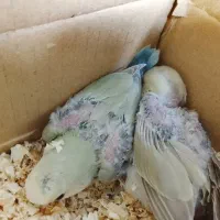 جوجه گرین چیک و برزیلی|پرنده|اهواز, کوی سعدی|دیوار