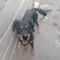 سگ رووت فایلدرماده|سگ|جیرفت, |دیوار