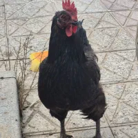 دو عدد خروس زیبا، هیکلی ومرغ جمع کن ویک مرغ بلک کپ|حیوانات مزرعه|فولادشهر, B1|دیوار