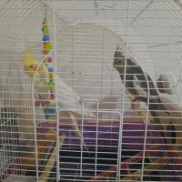 عروس هلندی نر و ماده