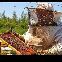 عسل کردستان|خوردنی و آشامیدنی|تهران, چهارصد دستگاه|دیوار