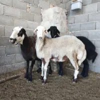 گوسفند افشاری