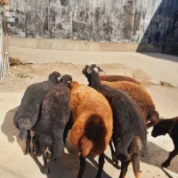 گوسفند آبستن جنس /بره