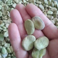 باقلا شاخ بزی درجه یک