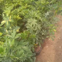 گل زینتی دونه ۱۲۰هزارحراج|گل و گیاه طبیعی|خمینی‌شهر, |دیوار