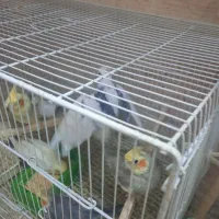 طوطی عروس|پرنده|سبزوار, توحیدشهر|دیوار