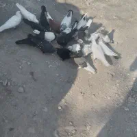 کبوتر|پرنده|میناب, |دیوار