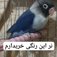 طوطی کوتوله برزیلی فیشر آبی کاربنی( نر )یا بنفش