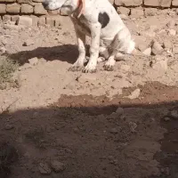 سگ توله سرابی