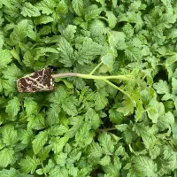 فروش فوری نشا گوجه بدرو دستگیر رودان