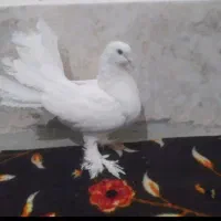 ۲۰۰۰۰۰|کنسول، بازی ویدئویی و آنلاین|آزادشهر, |دیوار