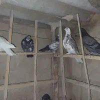 کبوتر گرفتنی جوجه پرشی