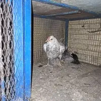 فروش جوجه گلین لری روزگاری