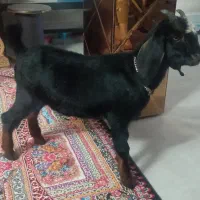 کهره هفت ماهه. سالم و بازیگوش