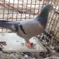 یک جفت سبزی همچی اوکیه