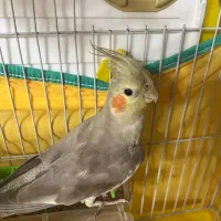 دو عدد عروس هلندی ۳ ماهه دستی|پرنده|رشت, دیلمان|دیوار