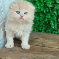 توله کت|گربه|ساری, |دیوار