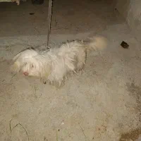 سگ پا کوتاه خارجی