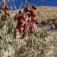 نهال باکیفیت سنجد حاج حسینی|خدمات باغبانی و درختکاری|قیدار, |دیوار