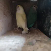 فروش گرینچیک،عروس هلندی،برزیلی