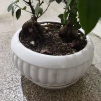 گل بنسای|گل و گیاه طبیعی|شیراز, لشکری|دیوار