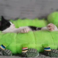 واگزاری|گربه|ارومیه, |دیوار