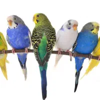 ۶ عدد مرغ عشق سالم و سرحال