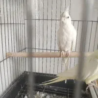 عروس هلندی آلبینو