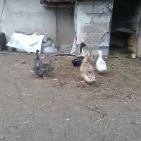 اردک کاکلی نر و دو اردک دورگه ماده در رشت