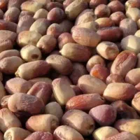 خرما زاهدی فقط 100|خوردنی و آشامیدنی|کوهدشت, |دیوار