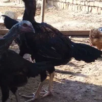 مرغ و خروس لاری|حیوانات مزرعه|قزوین, |دیوار