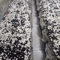 پرورش قارچ در فضای کم/آموزش یک شغل خانگی