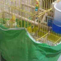 فروش 1جفت عروس هلندی نروماده