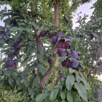 باغ ۱۰۰۰متری دهشاد شهریار خیابان باسکول|فروش زمین و ملک کلنگی|صباشهر, |دیوار