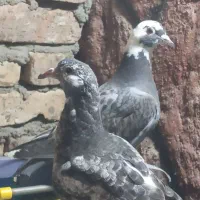 تندیس کفتر معاوضه