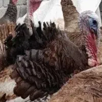 فروش بوقلمون محلی