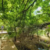 300متر-باغ-شهریار-درختان-جنگلی-1000فایل-دیگر