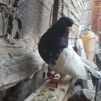 کفتر