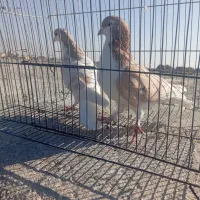 سلام یک جفت نروماده سالم|پرنده|نیشابور, باغ نو|دیوار