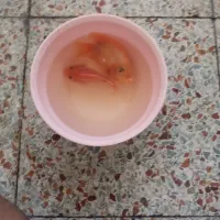 ماهی پرت|ماهی|شوشتر, |دیوار