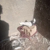 پرنده|پرنده|شوشتر, |دیوار