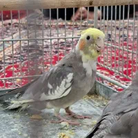 فروش یک جفت عروس هلندی جوان و سرحال