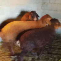 بره سالم|حیوانات مزرعه|تربت جام, جلگه موسی آباد|دیوار