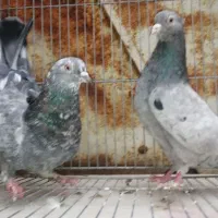 کفتر پرشی فروش و معاوضه با کفتر کشتنی|پرنده|یزد, |دیوار