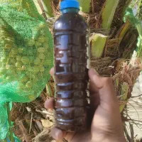 شیره خرما اصل