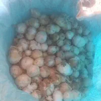 موسیر|گل و گیاه طبیعی|زنده رود, |دیوار