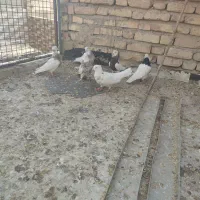 طوقی.نقش.کبوتر.کفتر|پرنده|دهاقان, |دیوار