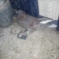 کفتر گرفتنی پرشی و یاهو دونه 80 یکلام بلوتوث و جک|پرنده|قم, هفت تیر|دیوار