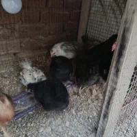 جوجه مرغ خروس ابریشمی خروس برهما